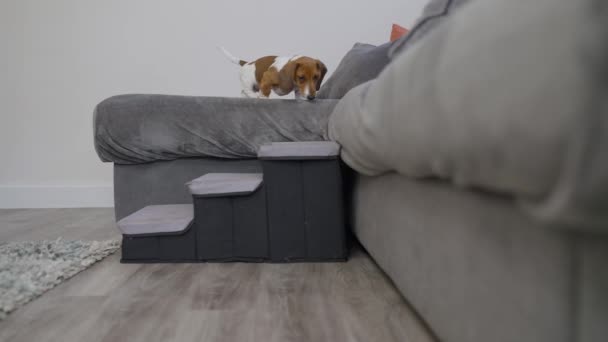 4K迷你小猎犬用台阶从沙发上下来的视频 — 图库视频影像