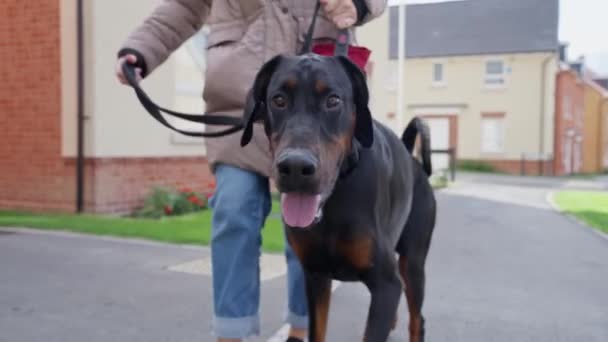 Video Doberman Pinscher Puppy Dog Walk Streets Owner — Stock Video