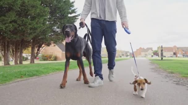 Vídeo Doberman Pinscher Cachorros Dachshund Miniatura Passeio Parque Com Proprietário — Vídeo de Stock