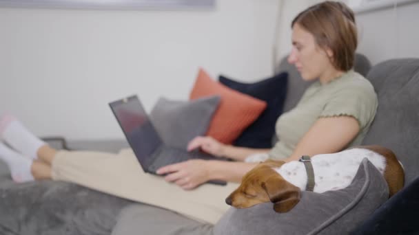 4Kビデオの若いです女性座っていますソファに自宅作業上のラップトップコンピュータとともにペット犬睡眠彼女の横に — ストック動画