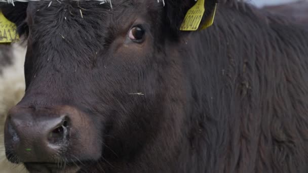 Video Zbliżenie Krowy Polu Ogrodzeniem Drutu Kolczastego — Wideo stockowe