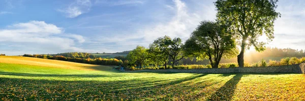一排排秋天的树在阳光的映衬下 投射在草地上 前景一片光明 免版税图库照片