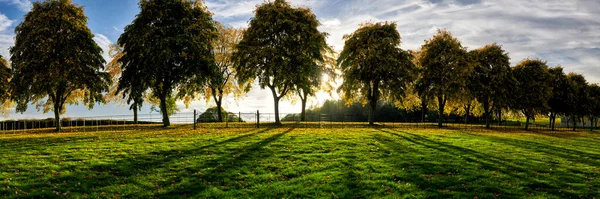 一排排秋天的树在阳光的映衬下 投射在草地上 前景一片光明 免版税图库图片