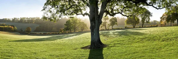 Autumn Tree Swing Backlit Sun Casting Shadows Grass Foreground Image En Vente