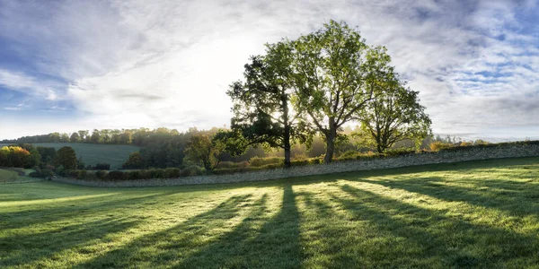 手前の芝生に太陽が影を落とす秋の木々の列 ストック写真