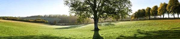 Podzimní Strom Houpačkou Podsvícenou Sluncem Vrhá Stíny Trávu Popředí Royalty Free Stock Obrázky