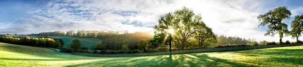 Een Lijn Van Herfstbomen Verlicht Door Zon Schaduwen Werpen Gras Stockfoto