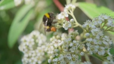 4k Bal Arısı Tozlaştırıcı Çiçek Videosu