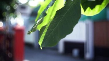 Güzel botanik fotoğrafı, doğal duvar kağıdı. Arka planda kırmızı bir nesne ile güneş ışığında bir yaprak gösterilir. Sahne huzurlu ve sakin, parlak yeşil yaprak ve kırmızı nesne izleyicinin dikkatini çeken bir kontrastlık oluşturuyor.