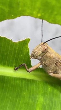 Yeşil çekirge, kapat. Yeşil bir yaprağın üzerinde yemek yiyen bir çekirgenin detaylı yakın çekimi doğanın karmaşık güzelliğini gözler önüne seriyor..
