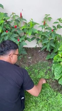 Bir adam çim biçiyor. Bahçedeki yabani otları ayıklama, sağlıklı bir açık alan için etkili kaldırma tekniklerini adım adım göstermek..