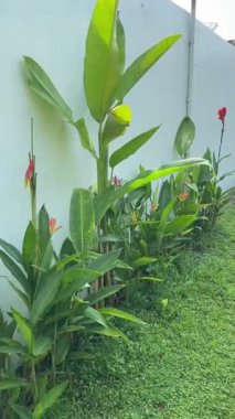 Kırmızı ve beyaz yapraklı yeşil bitki. Doğa 'nın Fısıltıları: Narin bitkiler rüzgarda usulca sallanıyor, yapraklardan ve yapraklardan oluşan bir dans doğada nazik bir ritim..