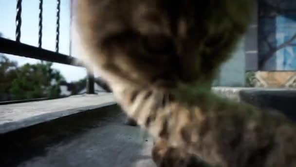 Kočka Ulici Kočka Dívá Kus Papíru Zemi Kočka Zvědavá Snaží — Stock video