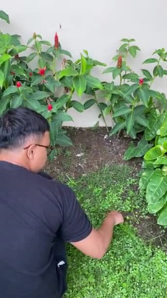 Bir Adam Çim Biçiyor Bahçedeki Yabani Otları Ayıklama Sağlıklı Bir — Stok video