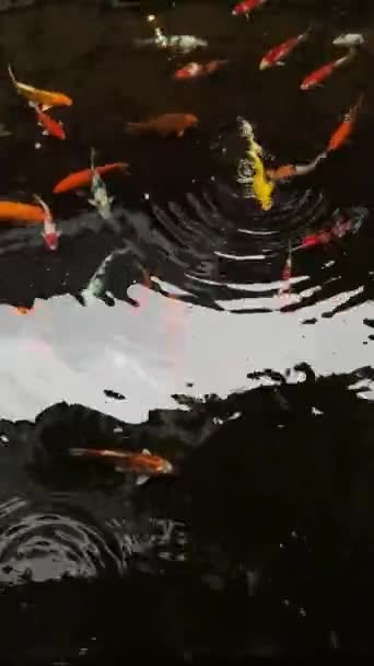 Koi Fische Teich Anmutige Koi Fische Gleiten Über Einen Ruhigen — Stockvideo