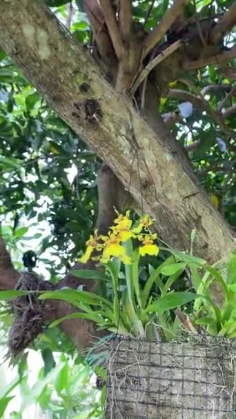 Krásný Pták Zahradě Žluté Orchideje Kvetou Stromě Svědectví Přírodě Klidné — Stock video