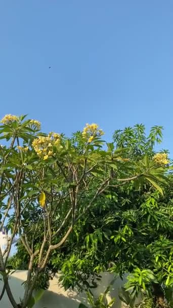 Πράσινα Φύλλα Δέντρου Στον Κήπο Ένας Γαλήνιος Ουρανός Αφράτα Σύννεφα — Αρχείο Βίντεο