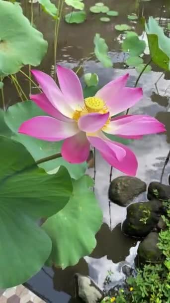 Kwiat Lotosu Stawie Poczuj Piękno Kwiatów Lotosu Kwitnących Spokojnych Wodach — Wideo stockowe