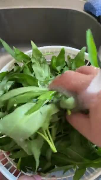 Cooking Fresh Green Leaves Preparing Kale Served Immediately Quick Easy — Stock Video