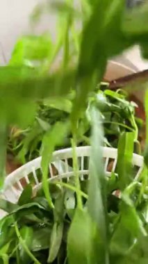 Kaşıkla yeşil fasulye pişirmek. Usta Endonezya usulü Tavuk Gulai sanatı bu kolay takip edilebilir tarifle. Aromatik, zengin ve tamamen lezzetli.!