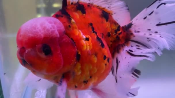 Piękna Ryba Akwarium Zachwyć Się Żywym Pięknem Złotej Rybki Oranda — Wideo stockowe