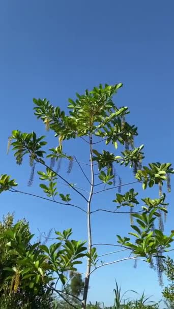 Πράσινα Φύλλα Στο Δέντρο Ένας Γαλήνιος Ουρανός Αφράτα Σύννεφα Και — Αρχείο Βίντεο