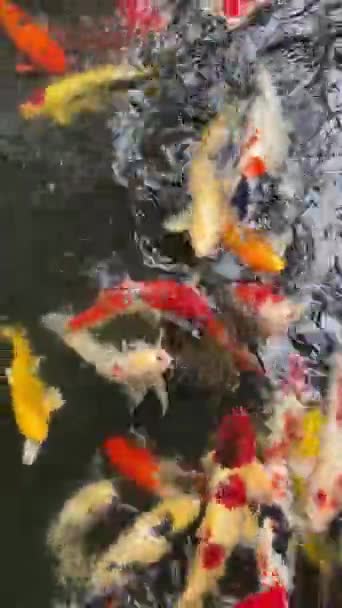 Koi Vissen Vijver Graceful Koi Vissen Glijden Een Rustige Vijver — Stockvideo