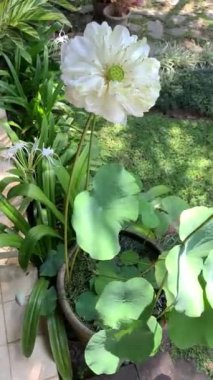 Serene Lotus Bahçedeki Çiçek. Bereketli yeşillik ve doğal güzelliklerle çevrili, huzurlu bir bahçede açan beyaz nilüfer çiçeğinin zarafetini yakala.