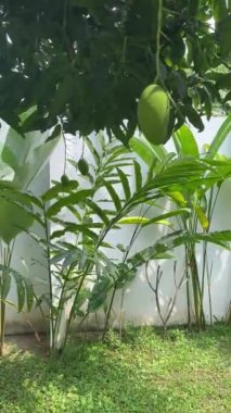 Sunlit Mango Ağacı Tepesi. Mango ağacının yukarıdan görünüşü, yemyeşil bir tepe örtüsü, güneş ışığı ve gökyüzüne bir bakış.