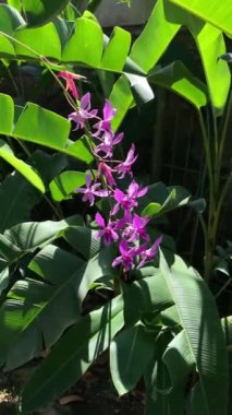 Tropik Orkide Çiçeği. Bereketli yaprakların arasında, güneş ışığıyla yıkanmış canlı orkide.