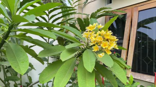 Blooming Yellow Flowers Garden Freshness Dalam Bahasa Inggris Bunga Kuning — Stok Video
