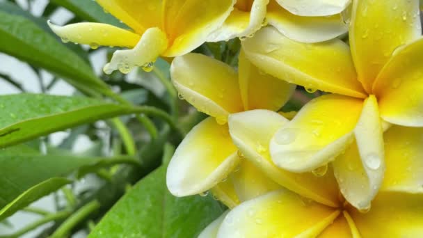 Kvetoucí Žluté Květy Čerstvost Zahrady Živé Žluté Květy Kvetou Nabízí — Stock video
