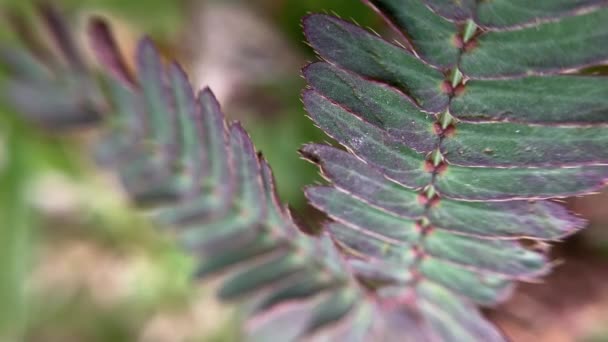 민감한 신속한 매혹적인 영상에서 Mimosa Pudica Leaves Fold가 터치됩니다 — 비디오