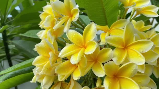 Bloeiende Gele Bloemen Tuin Versheid Levendige Gele Bloemen Bloeien Het — Stockvideo