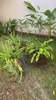 Çeşit çeşit bitki ve sulama tenekesi olan bir bahçe. Bitkiler sulanıyor ve görüntünün havası huzurlu ve huzurlu. Tavukların ötüşü de cabası..