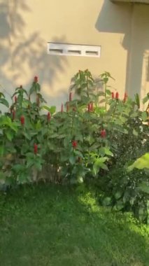 Canlı Bahçe: Kızıl Çiçekler ve Yeşillik. Yumuşak güneşin altında sulanmış yemyeşil bir bahçede kırmızı çiçeklerin cazibesini keşfet.
