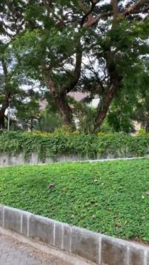 Kentsel Gezinti: Doğanın Ortasındaki Adam. Bir adam canlı yeşil bir alanda barışçıl bir yürüyüş yaparak şehir hayatını doğayla harmanlıyor.