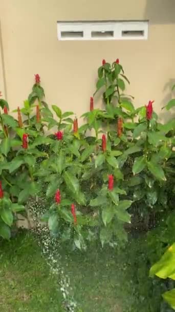 Żywy Ogród Czerwone Kwiaty Zieleń Odkryj Urok Czerwonych Kwiatów Bujnym — Wideo stockowe