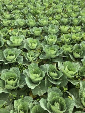 Cabbage plants growing in a field collectively. Ideal for agricultural, farming, organic produce, vegetables, growth, farming lifestyle content. clipart