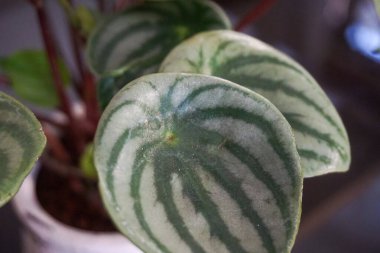 Yeşil ve beyaz çizgili yaprak bitkisi, botanik çizimler, doğa temalı tasarımlar, tebrik kartları ve çevre dostu markalar için idealdir..