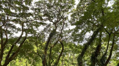 Doğal tasarım, rahatlama kavramları, dingin ortamlar, açık hava reklamları ve park projeleri için çimenli alan ideali.