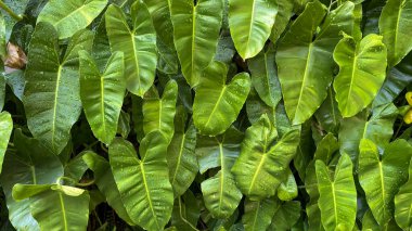Huzurlu bir parka giden taşlı patika, arka planlar, boş konseptler ve açık hava temalı tasarımlar için mükemmel..