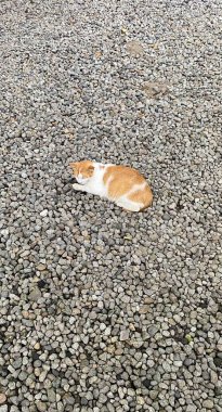 Kedi yerde yatıyor. Evcil hayvan blogları, veteriner siteleri, hayvan bakımı broşürleri, kedi dergileri ve sosyal medya paylaşımları için elverişli.