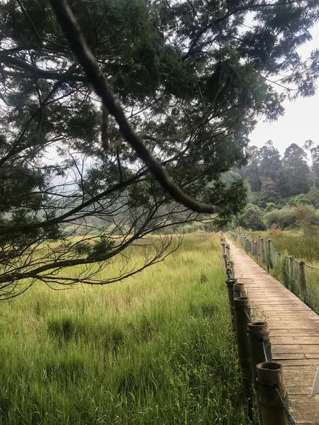 Çimenli alan üzerine ahşap köprü, doğa temaları, açık hava aktiviteleri, seyahat blogları, kırsal manzaralar ve huzur ortamları için uygun.