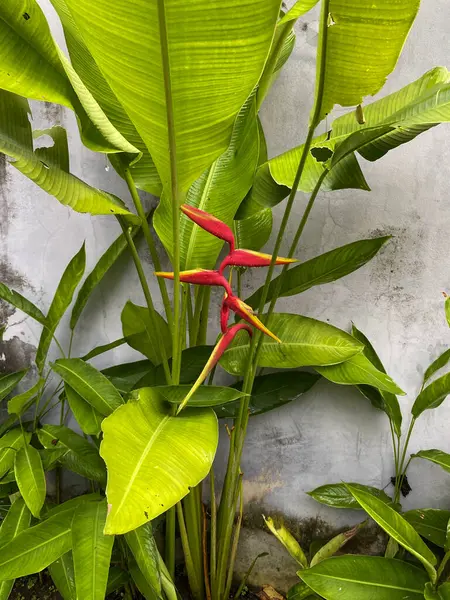 Toprakta yetişen bitki, bahçıvanlık, doğa, büyüme, yeşillik kavramları, arka planlar, çevre tasarımları ve botanik temalı projeler için uygundur..
