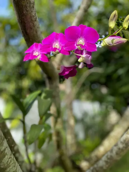 Doğa temalı tasarımlar, botanik çizimler, bahçe yayınları, çiçek özgeçmişi ve bahar temaları için uygun bir ağaçta yetişen pembe çiçek..