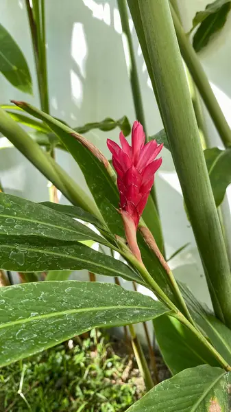 Yeşil bir bitkide açan kırmızı çiçek. Doğa temalı tasarımlar, bahçe makaleleri, botanik ders kitapları, çiçek özgeçmişi ve bahar temalı projeler için mükemmel..