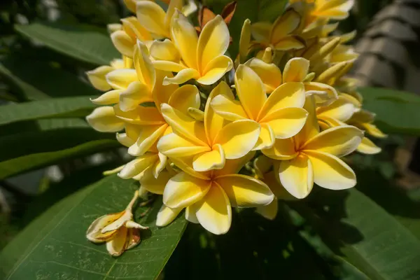 Sarı çiçekler ve yeşil yapraklar arka planda koyu bir bahçede. Doğa temalı tasarımlar, arka planlar veya bahar / yaz kavramları için mükemmel.