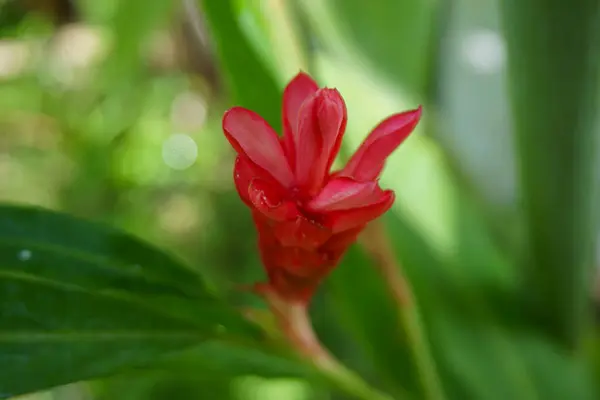 Doğaya uygun yeşil bitki üzerinde yetişen kırmızı çiçek, bahçe blogları, çiçek tasarımları, botanik ders kitapları, botanik çizimler, doğal sağlık siteleri.