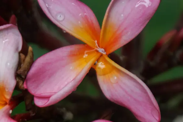 Bahar tasarımları, doğa kavramları, çiçekli arka planlar, bahçe teması ve kadın estetiği için uygun bir ağaçta çiçek açan pembe çiçekler..